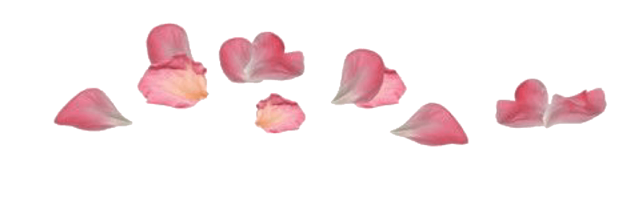 Pink rose petal pngs