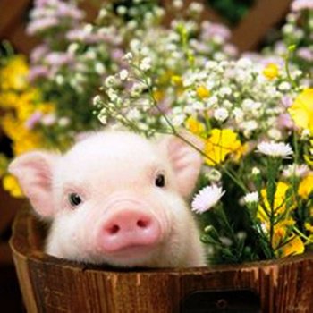 Solve Adorable Baby Pig jigsaw puzzle online with 81 pieces