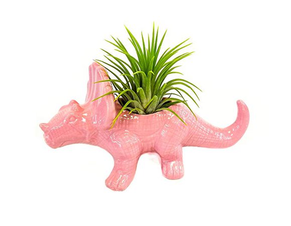 Amazon.com : Ceramic Dinosaur Planter Triceratops in Red with Air Plant Tillandsia - Great Houseplant, Desktop Planter, Office Plant, Plant Pot, Christmas Gift : Garden & Outdoor