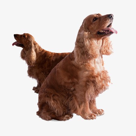 Two Long-haired Dog, Dog Clipart, Pet, Hairy PNG Image and Clipart for Free Download