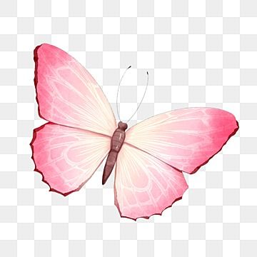 butterfly 🦋 🦋 pink