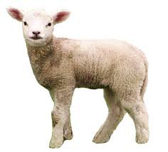 cute lamb - Google Search