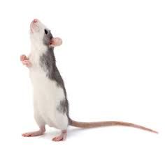 rat standing up - Google Search