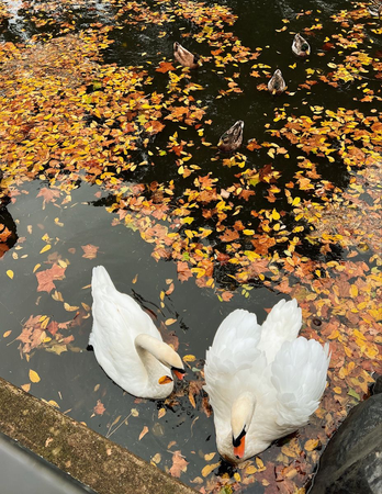 autumn swan lake