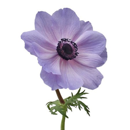 Lavender Fresh Cut Anemones October to May 15th Delivery | F