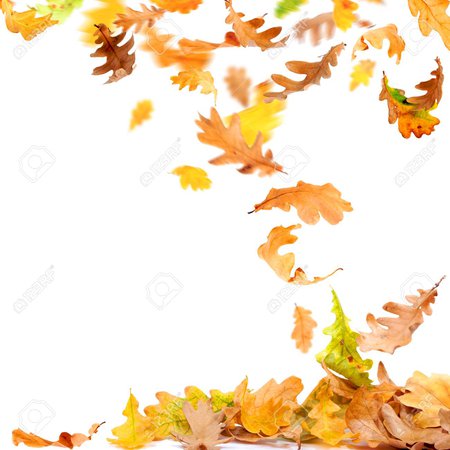 64349993-hojas-de-roble-otoño-aisladas-cayendo-a-la-tierra.jpg (1300×1300)