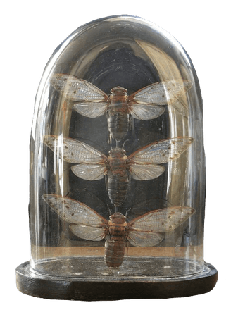 cicada display