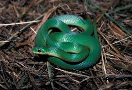 green snake - Google Search