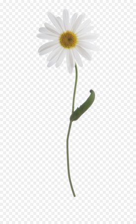 kisspng-common-daisy-oxeye-daisy-plant-stem-flower-daisy-5b1629438f8c93.685239621528179011588.jpg (900×1480)