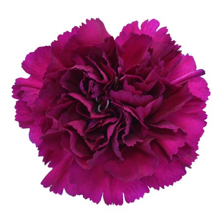 Fuchsia Purple Wholesale Carnation Flower | FiftyFlowers.com