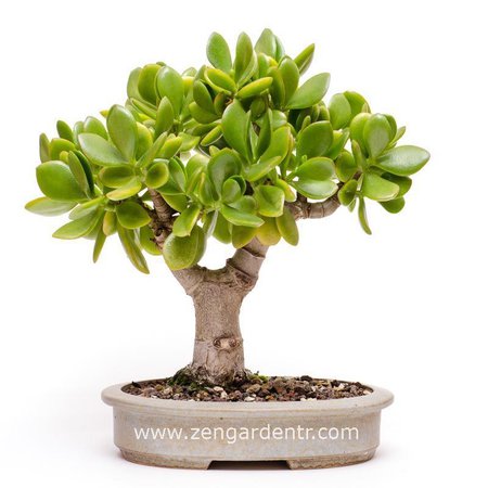 crassula ovata, money plant, jade plant, para ağacı, şans getiren bitki - 9,90 TL