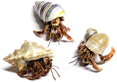 Amazon.com: Nature Gift Store 3 Live Pet Hermit Crabs Shipped Now-Purple Pincher Land Crabs with 3 Extra Shells: Toys & Games