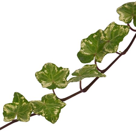 Variegated Ivy Green Filler Flower | FiftyFlowers.com