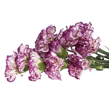 Amazon.com : Wholesale Carnations (300 Bicolor Purple) : Fresh Cut Format Carnation Flowers : Grocery & Gourmet Food