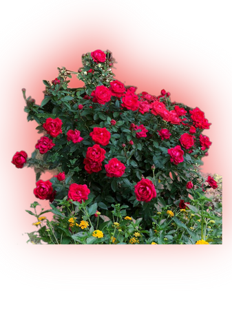 rose bushes roses flowers plants gardening