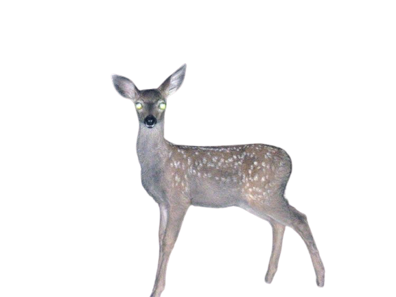 deer in headlights / glowing eyes