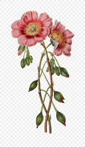 flower botanical drawing - Google Search