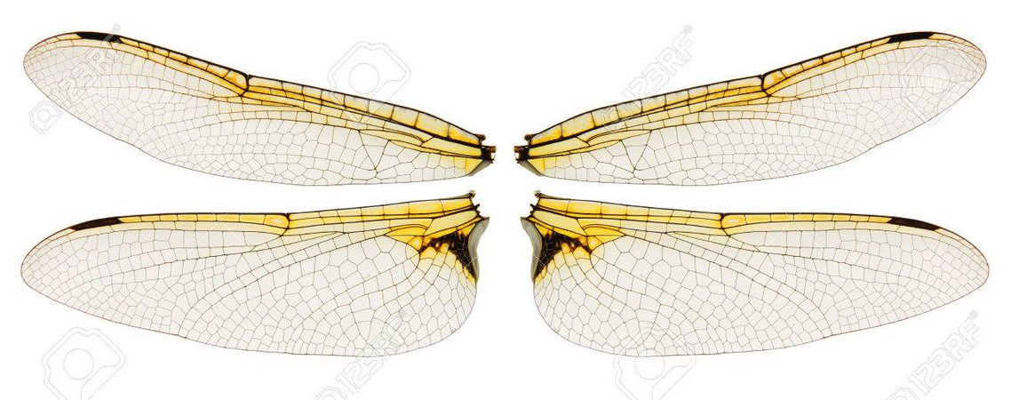 52408628-dragonfly-wings-symmetric-isolated-on-white-background.jpg (1300×514)