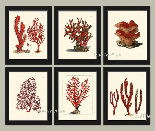 Coral Print SET of 6 Art Beautiful Antique Red Corals | Etsy