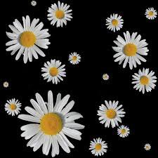 black and daisies aesthetic - Google Search