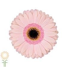 gerbera pink flowers with black center - Google Search