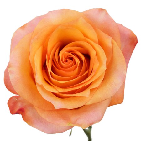 Twilight Light Orange Rose | FiftyFlowers.com