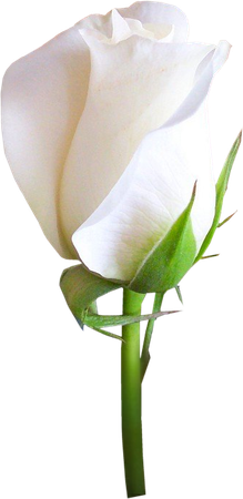 white rose png - Pesquisa Google