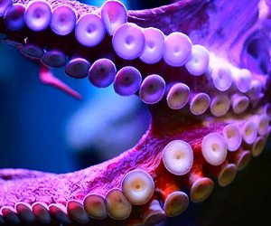 Purple Octopus Tentacles