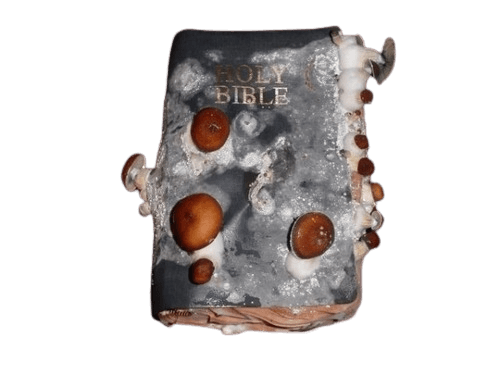 moldy bible