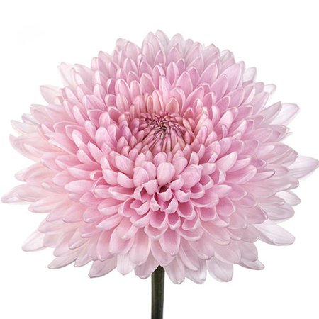 Chrysanthemum Disbud Fairytale Light Pink | Mayesh