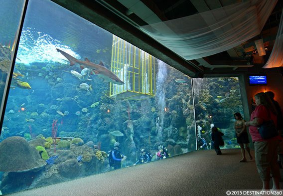 florida-aquarium-tampa.jpg (568×393)