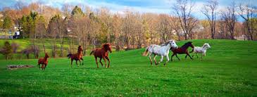horses on the farm - Google Search