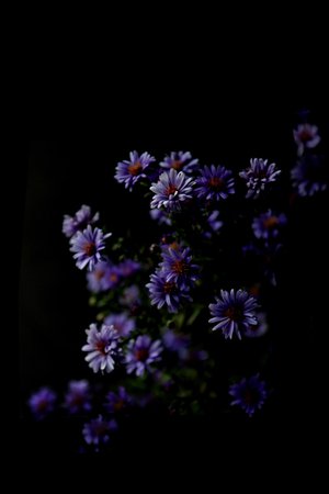 asters | STILL (mary jo hoffman) | STILL on black in 2019 | Dark purple flowers, Black flowers wallpaper, Black backgro