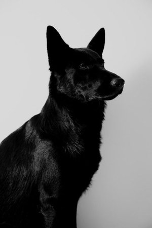 Black dog.