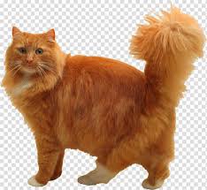 siberian cat orange