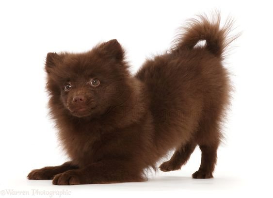 Brown Pomeranian