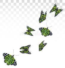 butterfly transparent background - Google Search