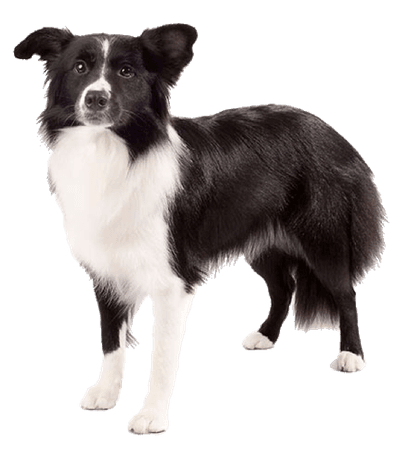 im the new polyvore — border collie pngs for @scripps !