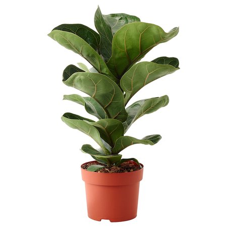 FICUS LYRATA BAMBINO Potted plant - fiddle-leaf fig - IKEA