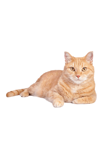 orange tabby cats cat