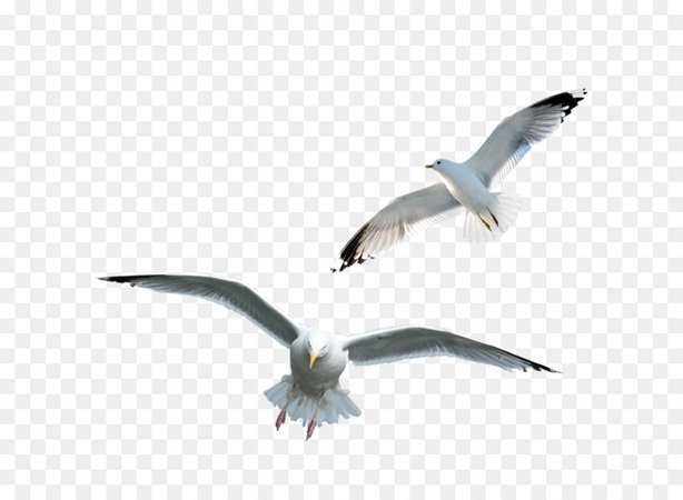 1561483-bird-majinpu-residential-district-common-gull-kunming-xincheng-high-tech-industrial-base-seagull-seagull-png-900_660_preview.png (900×660)