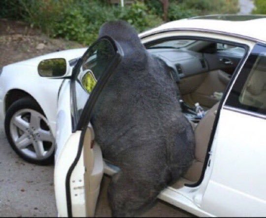 gorilla getting into car