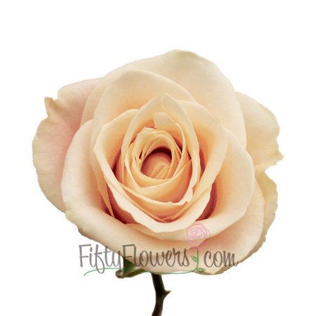Cream Kiss Rose | FiftyFlowers.com