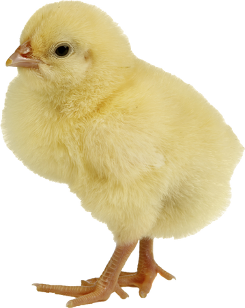 chick transparent background - Google Search