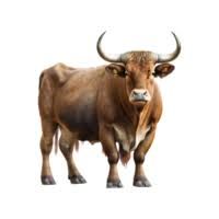 bull png - Google Search