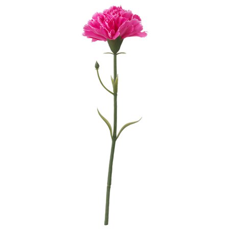 Pink Carnation Stem