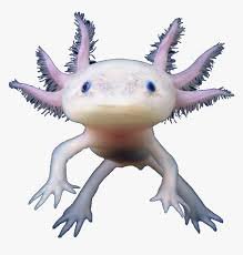 Google Image Result for https://www.pinclipart.com/picdir/middle/363-3638013_salamander-clipart-transparent-axolotl-png-transparent.png