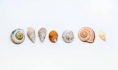 line of seashells - Google Search