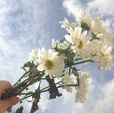 white fower aesthetic photos - Google Search