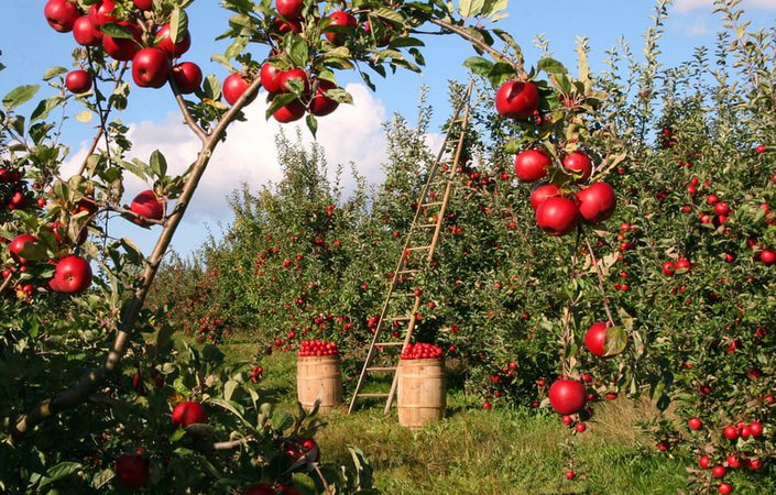 The 10 Best Orchards To Pick Apples Near Chicago - Care.com